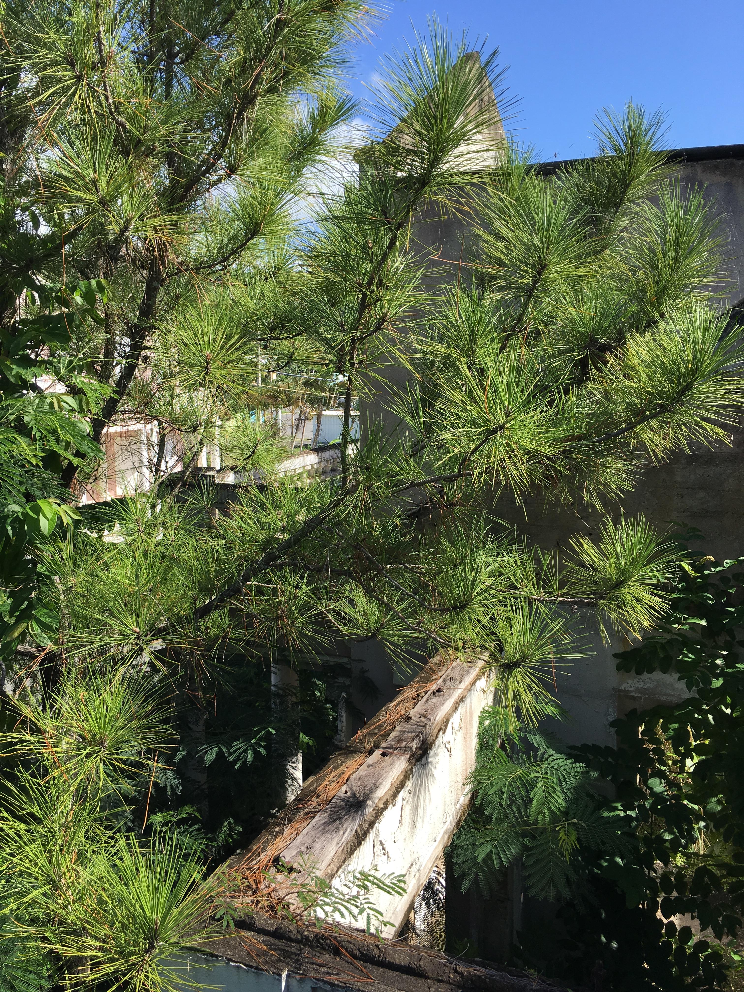 Castillo Villa del Mar - Naguabo - 2015 00139